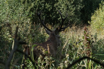 jeleń szlachetny byk © damian