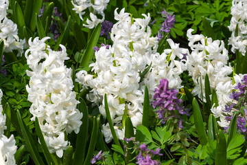 Hyacinth of the Madame Sophie  species