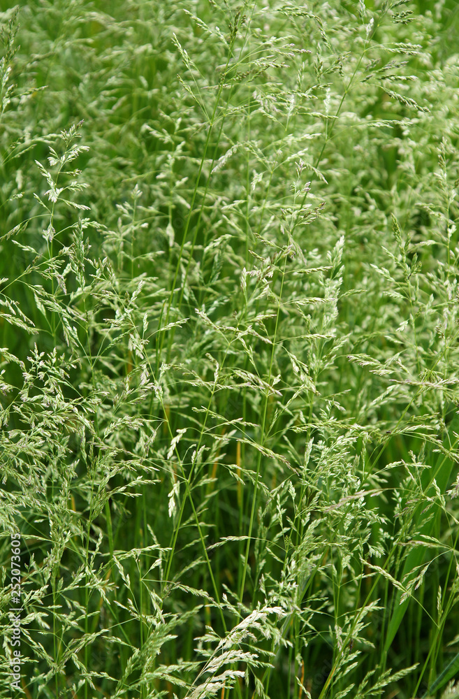 Wall mural The tall fescue