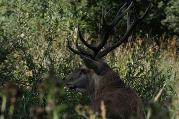 jeleń szlachetny byk © damian
