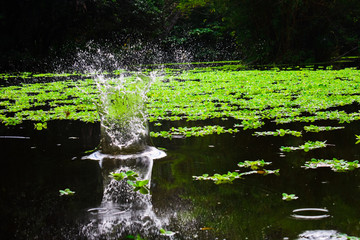 La magia del agua  © herberth
