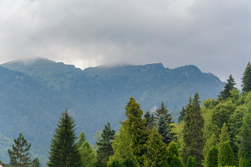 background with top of pine trees . spring theme , place for text