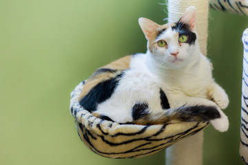 Fat cat curled up on the cat tree with staring at something with great interest.  This picture has...