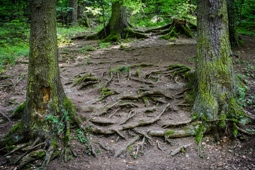 root tree