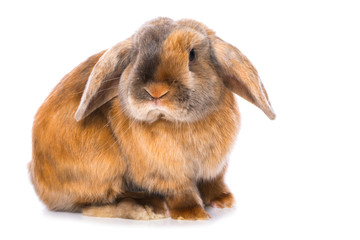 Satin rabbit on white background