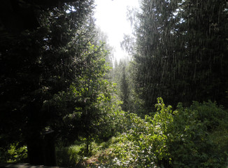 Rain in the summer forest.