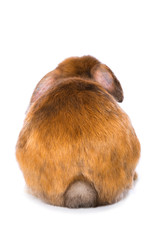 Satin rabbit from behind on white background