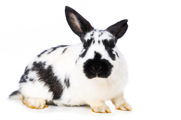 German giant rabbit on white background