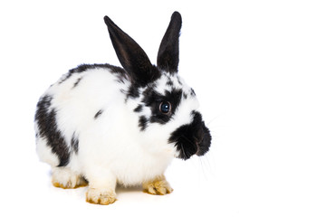 German giant rabbit on white background