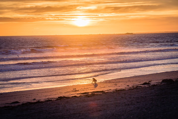 Child peacefully playing in the sunset light at the ocean