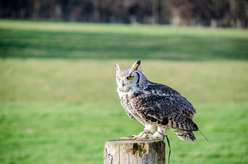  Great horned owl - birds of prey