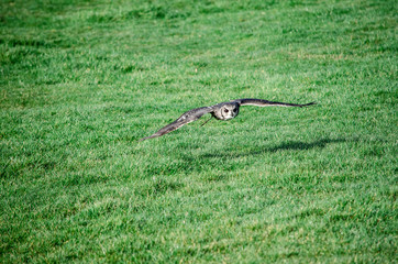  Great horned owl - birds of prey