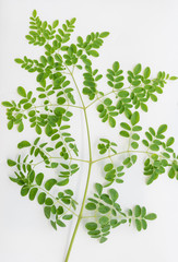 Moringa leaf, the 