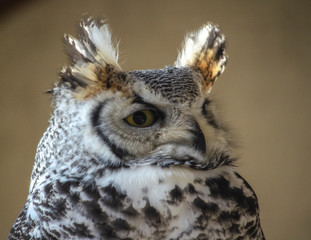  Great horned owl - birds of prey