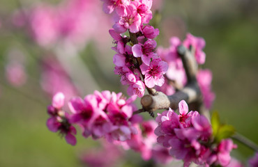 Sakura, cherry blossom, cherry tree with flowers.