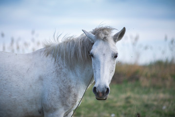 Closeup white horse portrait. 