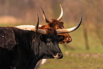 2 Texas Longhorn Rinder im Profil
