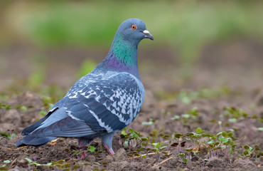 Adult Rock Dove stands and posing straight on the ground in spring field with slightly turned head towards