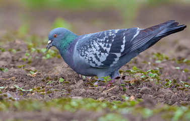 Adult Rock Dove feeds on early spring bare plain field with a seed in his open beak