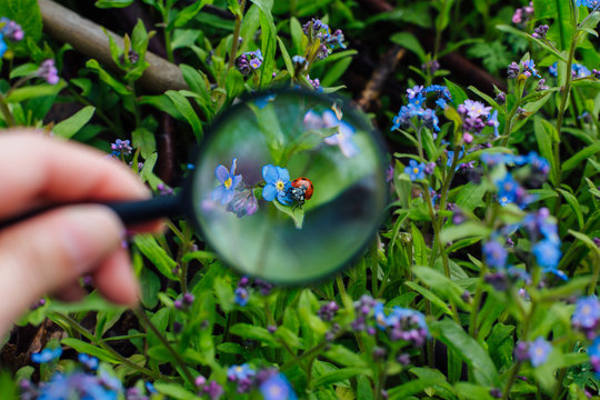 Ladybug sitting on flower through a magnifying glass