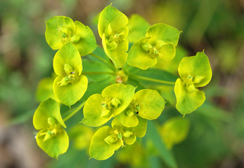 Euphorbia cyparissias in bloom