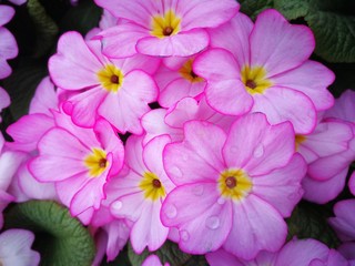 Pretty pink primrose flowers, variety Woodland Delight, with water droplets