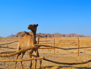 camel in a pen, arabian desert