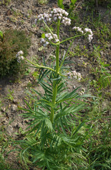 Flowers of Valeriana plant