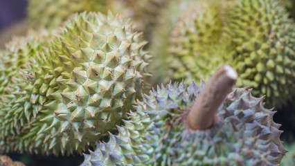 Naklejka na ściany i meble Durian, an exotic tropical fruit