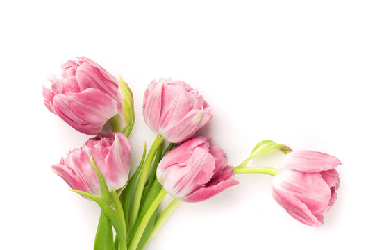 Pink tulips isolated on white background. Top view.