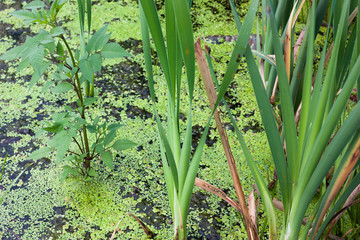 Fresh river and marsh vegetation on the surface of the water. Natural texture.