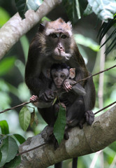 Macaques, Philippines