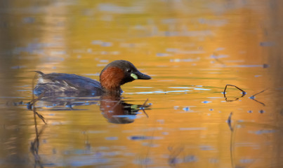 Adult Little Grebe swims on the water surface colored by great sunset light