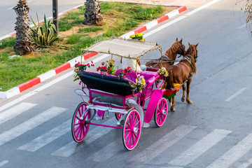 Horses pushed to exhaustion in Yasmine Hammamet, Tunisia