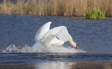 łabędzie © damian