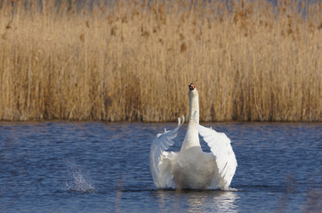 łabędzie © damian