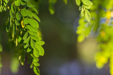 Moringa Miracle Tree leafs outdoors