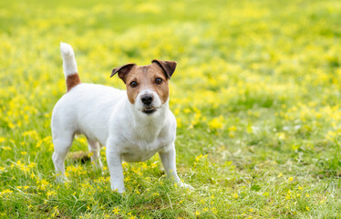 Dog in alerted pose focused and waiting for something on spring blooming lawn