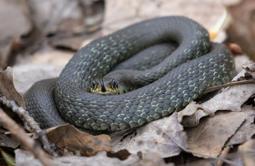 Not very big Grass snake lies ringed on forest leaves and litter floor while sticking his tongue out to gather scents 