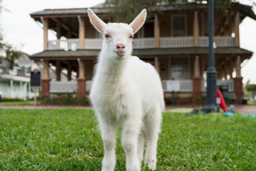 Snow White Baby Goat