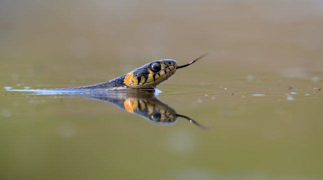 Adult Grass snake swims in green waters while hunting with sticking his tongue out to gather scents of prey