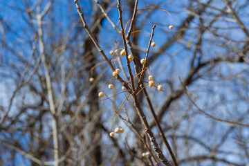 branch of willow
