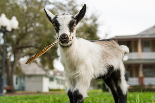 Baby Goat Eating Leaf