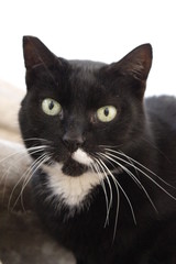 Primo piano gatto bianco e nero