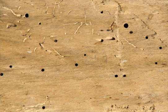 Old log with woodworm holes