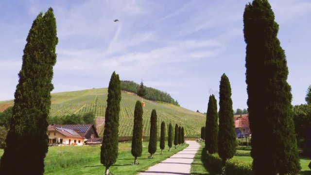 18mm film effect over cypress alley with rural country road in Tuscany like landscape with majestic vineyard hills in Durbach, German Baden-Wurttemberg