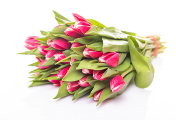 Close-up pink tulips isolated on white. Elegant, soft, fragile spring flowers on white, with soft light. Spring nature concept banner