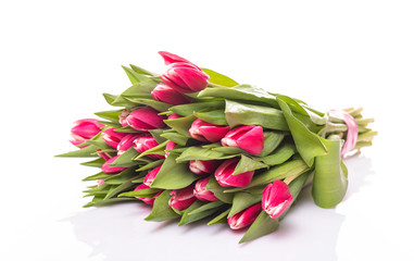 Close-up pink tulips isolated on white. Elegant, soft, fragile spring flowers on white, with soft light. Spring nature concept banner