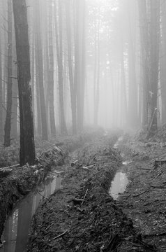 Spring landscape in the foges forest