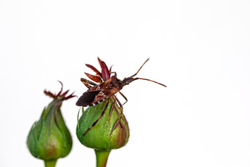 Amerikanische Kiefernwanze, Zapfenwanze auf heimischen Rosen in Deutschland 2018